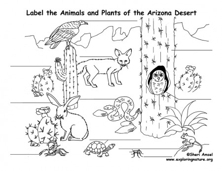 Arizona Desert Animals and Plants Coloring Page