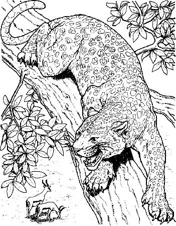 Cheetah Coloring Book Pages - High Quality Coloring Pages