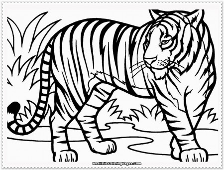 coloring page tiger - High Quality Coloring Pages