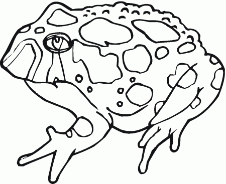 Printable Toad Coloring Pages Kids - Colorine.net | #6011