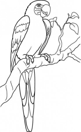 Coloring pages, Parrots and Coloring on Pinterest