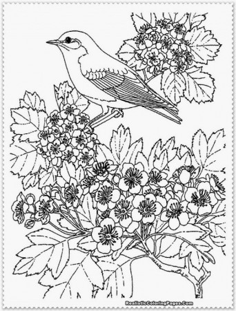 Realistic Coloring Pages Ace Images 219403 Make Coloring Pages