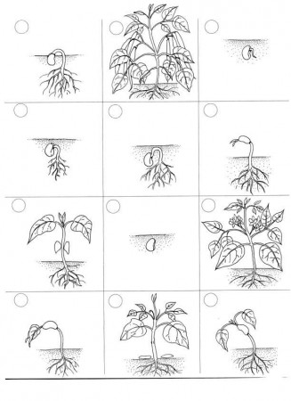 different life stages of a plant coloring page
