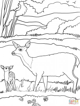 Baby Mule Deer with Mother coloring page | Free Printable Coloring ...