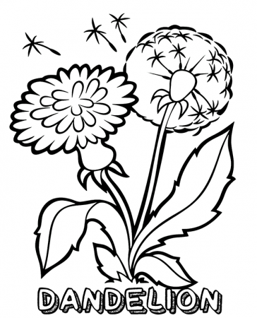Flower dandelion coloring page for kids
