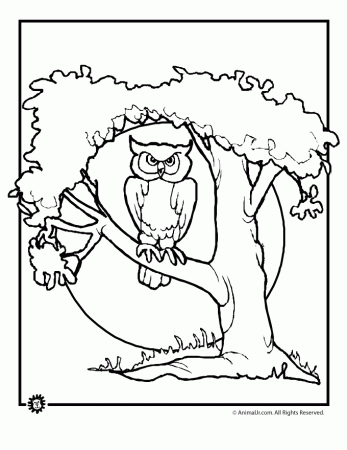 Owl Coloring Pages For Free Nature Category - VoteForVerde.com