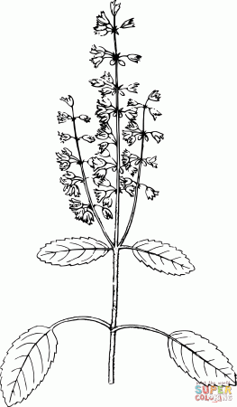 Vintage Holy Basil coloring page | Free Printable Coloring Pages