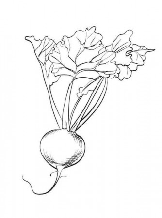 Kids-n-fun.com | Coloring page Vegetables Beet 2