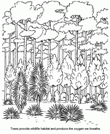Arbor Day Coloring Pages - Forest trees Coloring Pages | HonkingDonkey