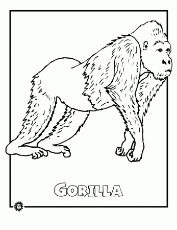 Rainforest Coloring Pages for Kids- Printable Coloring Book Pages