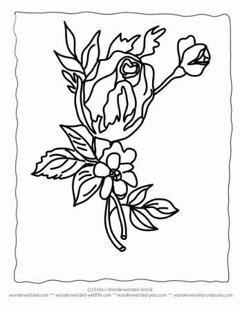 Flower Coloring Sheets rose,Free Printable Flower Coloring Pages 