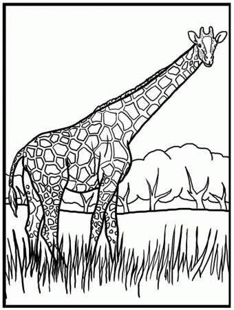 Print Giraffe Color Page High Resolution | ViolasGallery.
