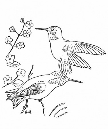 Animal Download Free Hummingbird Coloring Pages Hummingbird 282641 
