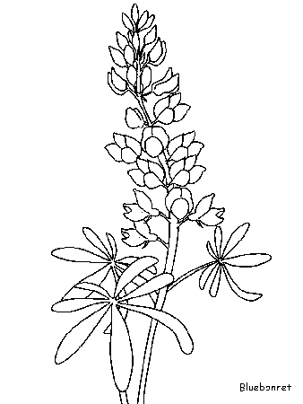 Free coloring page bluebonnet.gif | Coloring-