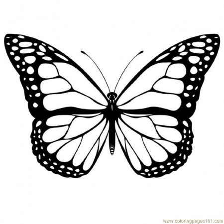 Coloring Pages Butterfly monarch (Insects > Butterfly) - free 
