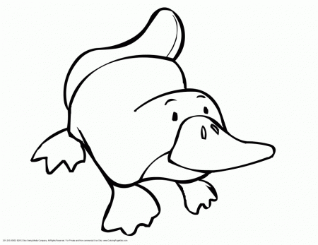 Coloring Pages For Rainforest 246565 Australian Animals Coloring Pages