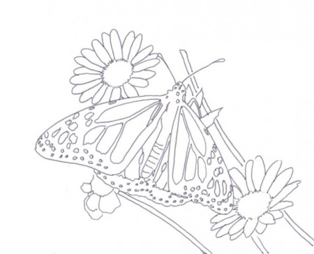 Monarch Butterfly Coloring Page - Free Coloring Pages For KidsFree 