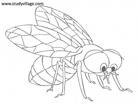 Funny Insects printable coloring page for kids 14: Funny Insects 