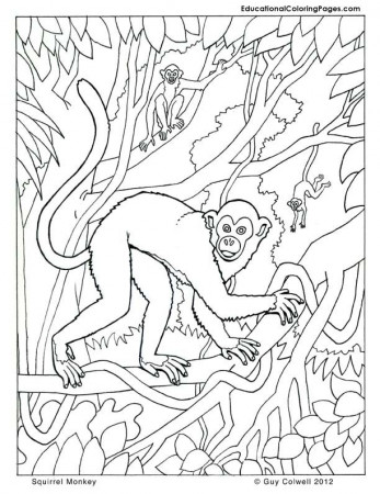Monkey colouring pages | Animal ...