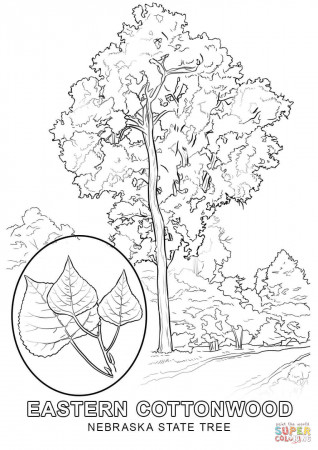 Nebraska State Tree coloring page | Free Printable Coloring Pages