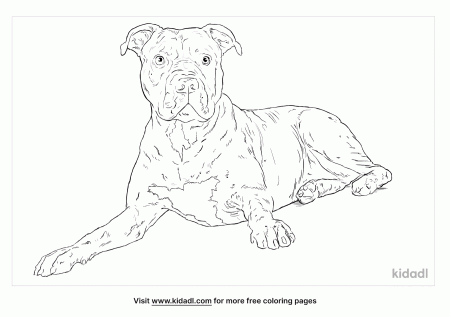 Red Nose Pitbull Coloring Pages | Free Animals Coloring Pages | Kidadl