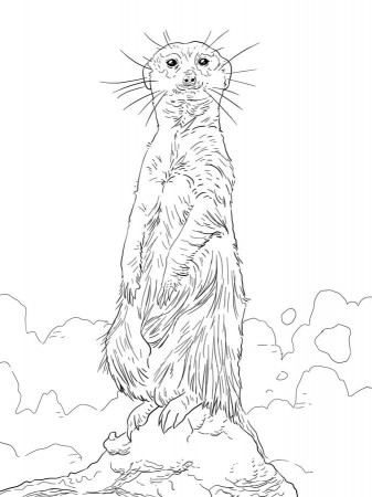 Coloring pages: Meerkats, printable for kids & adults, free