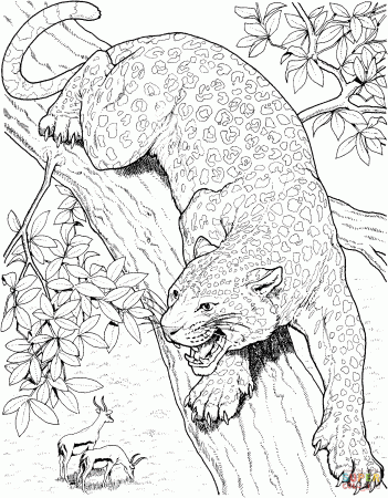 Leopards coloring pages | Free Coloring Pages