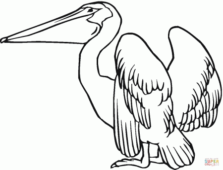 Pelicans coloring pages | Free Coloring Pages | Coloring pages, Outline  drawings, Free coloring pages