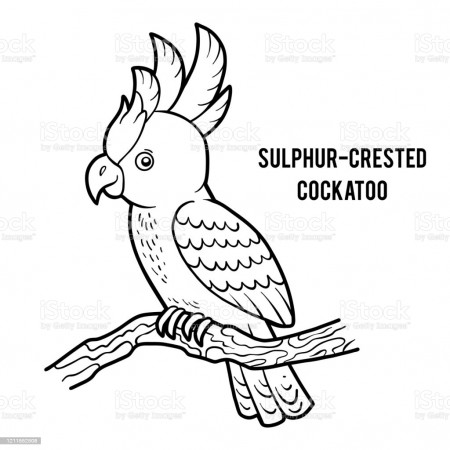 Coloring Book Sulphurcrested Cockatoo Stock Illustration - Download Image  Now - iStock