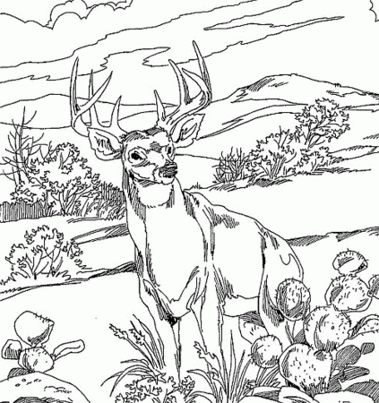 realistic-deer-coloring-pages | Deer coloring pages, Animal ...