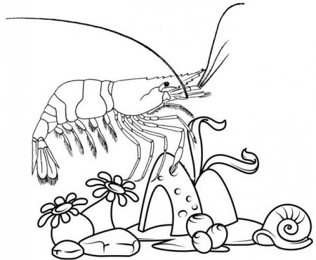 12 Cool and Cute Shrimp Coloring Pages for Kids - Coloring Pages