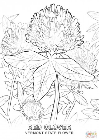 Vermont State Flower coloring page | Free Printable Coloring Pages ...
