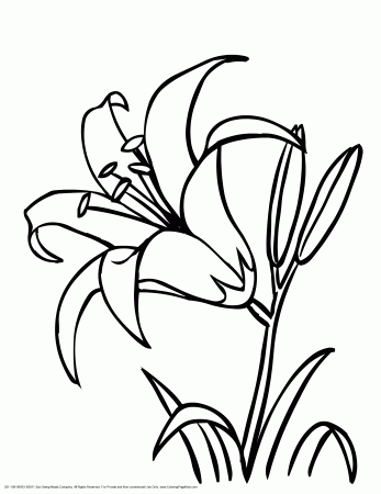 daylily_001_20110906.gif (2550×3300) | Flower coloring pages ...