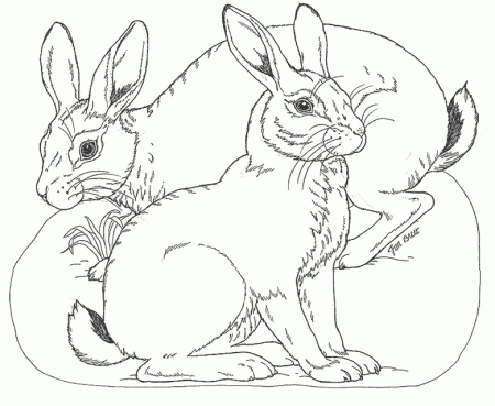 Bunny Rabbit Coloring Pages | Baby Shower Ideas
