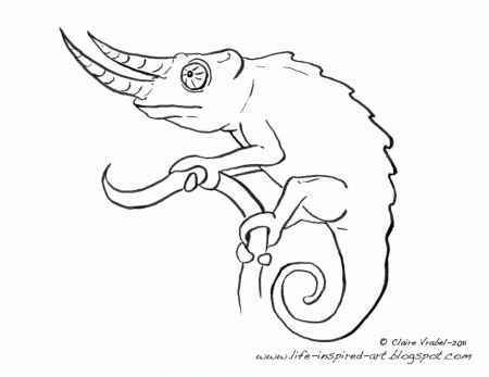 Chameleon Coloring Page Coloring Pages 266125 Chameleon Coloring Pages