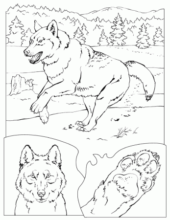 Wolf Coloring Pictures | Bulbulk Com