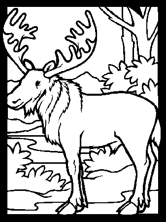 Color Moose1 Animals Coloring Pages & Coloring Book