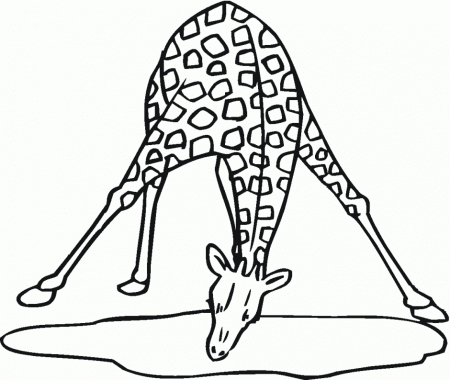 Heather Chavez Giraffe Coloring Page 2999 Coloring Page Giraffe