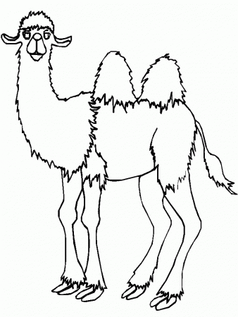 Camel Coloring Pages