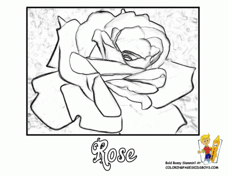 flowers coloring pages roses : Printable Coloring Sheet ~ Anbu 