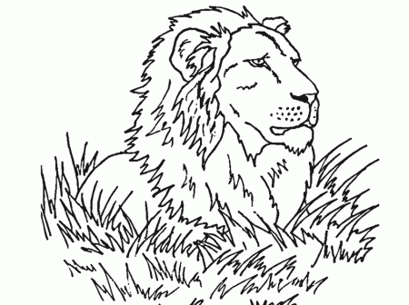 Coloring Pages Of Hawks | Kids Coloring Pages | Printable Free 