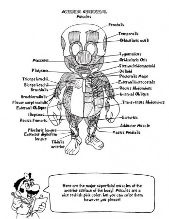 Pig Anatomy Coloring | 99coloring.com