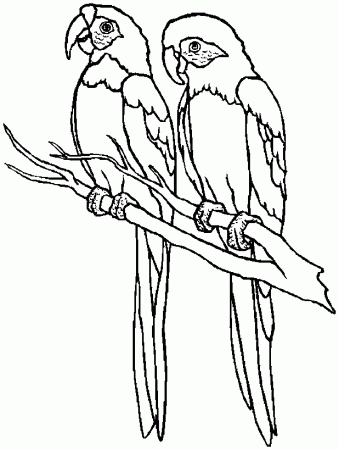 Printable-Parrot-Coloring-Pages-For-Kids-791×1024Free coloring 