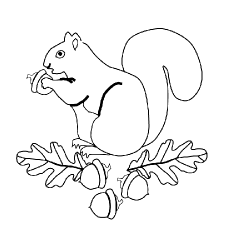 Printable Colored Squirrel | Pictxeer