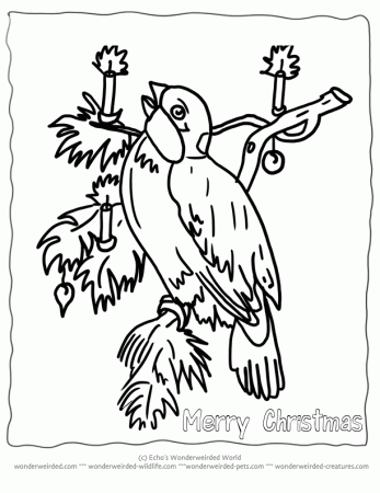 Free Printable Christmas Coloring Pages Birds, Echo's Christmas 