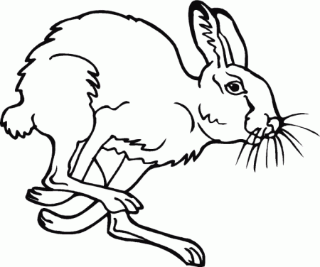 Rabbits 1 | Coloring Pages 24