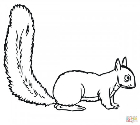 Squirrel Mario Coloring Pages Squirrel Coloring Page Squirrel ...