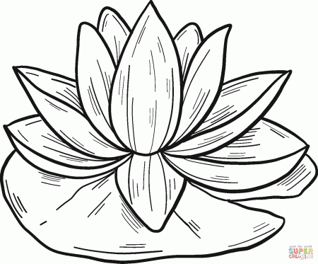 Water Lily coloring page | Free Printable Coloring Pages