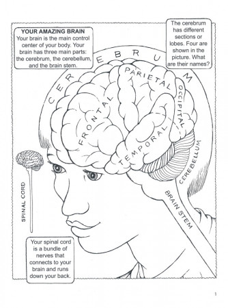 My First Book About the Brain Coloring Book: Patricia J. Wynne:  9780486490847 - Christianbook.com