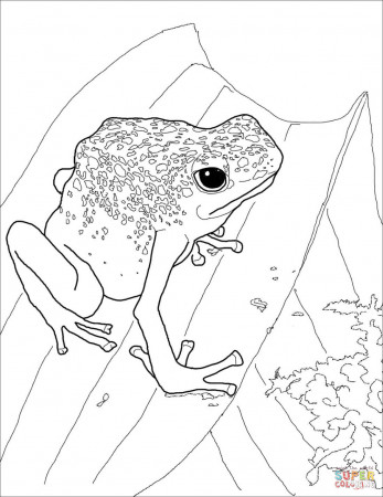 Blue Poison Dart Frog coloring page | Free Printable Coloring Pages